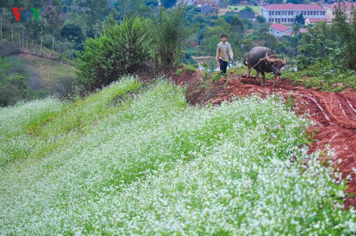  Tấm thảm hoa trắng mềm mại phủ lên sườn núi dốc. 
