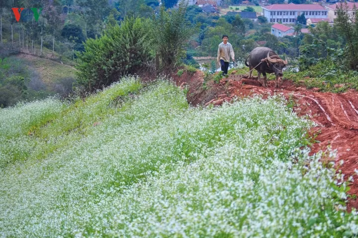  Tấm thảm hoa trắng mềm mại phủ lên sườn núi dốc. 