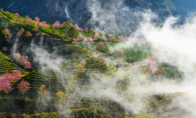  Ngắm đồi chè từ xa bạn sẽ bắt gặp những khoảnh khắc mây ùa xuống khiến không gian trở nên huyền ảo. Đây cũng là nét đặc trưng của Sa Pa vào mùa đông khi sương, mây dày đặc.