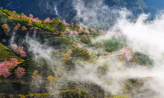  Ngắm đồi chè từ xa bạn sẽ bắt gặp những khoảnh khắc mây ùa xuống khiến không gian trở nên huyền ảo. Đây cũng là nét đặc trưng của Sa Pa vào mùa đông khi sương, mây dày đặc.