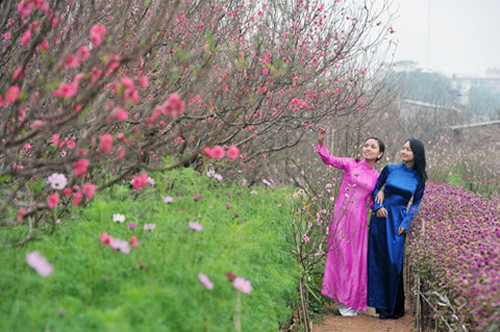 Dịp Tết, người dân Hà Nội dành nhiều thời gian đi chơi, chụp ảnh ở các vườn hoa. Ảnh: Hoàng Hà. Dịp Tết, người dân Hà Nội dành nhiều thời gian đi chơi, chụp ảnh ở các vườn hoa. Ảnh: Hoàng Hà.
