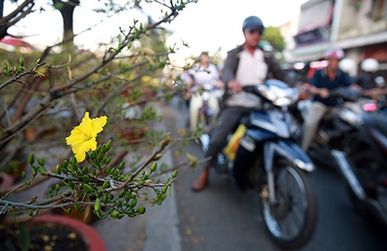  Hoa mai được người bán chăm sóc rất kỹ để nở đúng tết