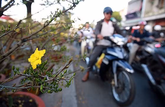  Hoa mai được người bán chăm sóc rất kỹ để nở đúng tết