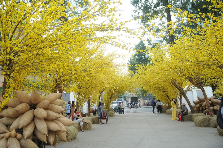 Khuôn viên NVH Thanh Niên được trang trí hoa mai vàng rực rỡ, thu hút người dân TP. HCM đến vui chơi, đón Tết sớm hơn mọi khi.