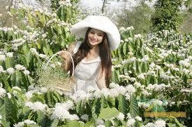 Hương thơm và vẻ quyến rũ của loài hoa trắng khiến ta muốn đến thật gần mà nhìn ngắm cho thỏa thuê. (ảnh minh họa)