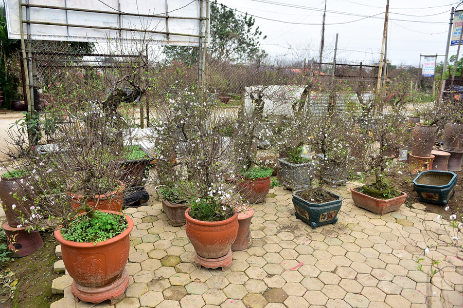  Tết Nguyên đán Kỷ Hợi sắp đến, những làng nghề, làng hoa lại tất bật đưa những sản phẩm độc đáo của mình ra thị trường phục vụ người dân. Ngay tại thủ phủ đào của miền Bắc, bên cạnh những gốc đào độc đẹp còn có cả hoa mai trắng với nhiều cây có dáng siêu đẹp.