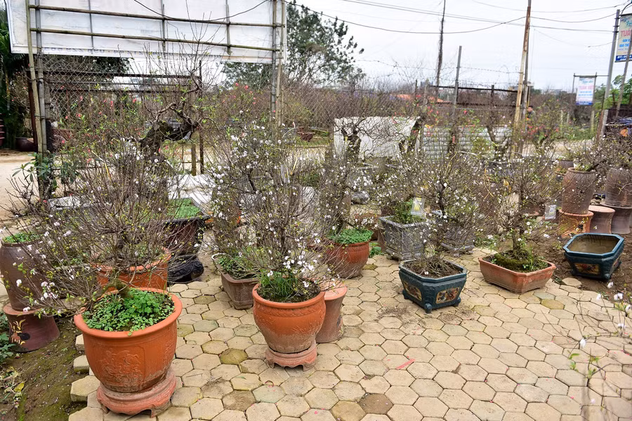  Tết Nguyên đán Kỷ Hợi sắp đến, những làng nghề, làng hoa lại tất bật đưa những sản phẩm độc đáo của mình ra thị trường phục vụ người dân. Ngay tại thủ phủ đào của miền Bắc, bên cạnh những gốc đào độc đẹp còn có cả hoa mai trắng với nhiều cây có dáng siêu đẹp.