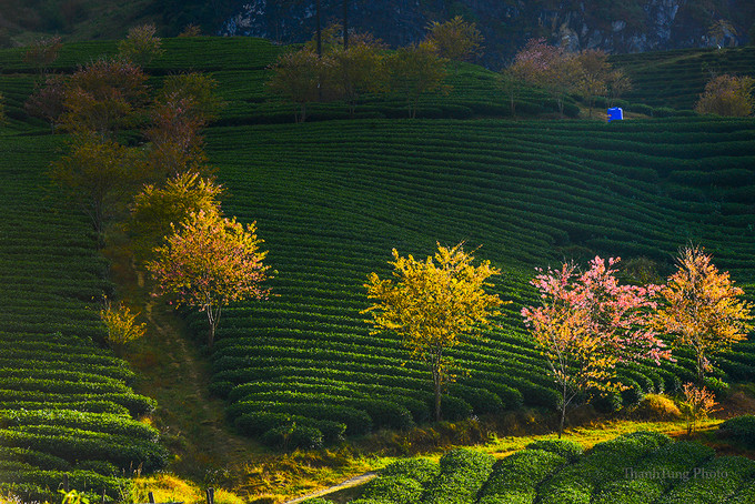  Mùa hoa mai anh đào chỉ kéo dài vài tuần nên trong tháng 12, khi thời tiết thuận lợi, rất nhiều người thích chụp ảnh đã về đây để ghi lại những khoảnh khắc đẹp của loài hoa này.