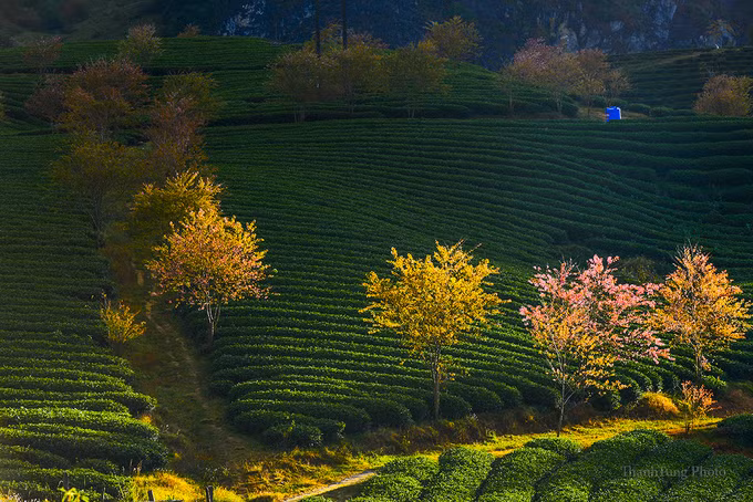  Mùa hoa mai anh đào chỉ kéo dài vài tuần nên trong tháng 12, khi thời tiết thuận lợi, rất nhiều người thích chụp ảnh đã về đây để ghi lại những khoảnh khắc đẹp của loài hoa này.