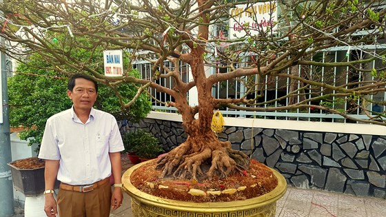 Ông Vân, chủ của cây mai trên 150 tuổi được rao bán với giá 1 tỷ đồng Ông Vân, chủ của cây mai trên 150 tuổi được rao bán với giá 1 tỷ đồng