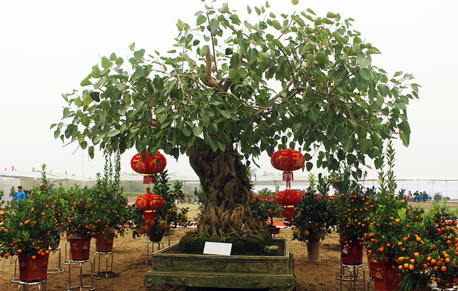 Khách trả hơn 2 tỷ đồng cho cây đề cổ nhưng ông Tiến nhất quyết không bán vì lý do chưa hợp duyên