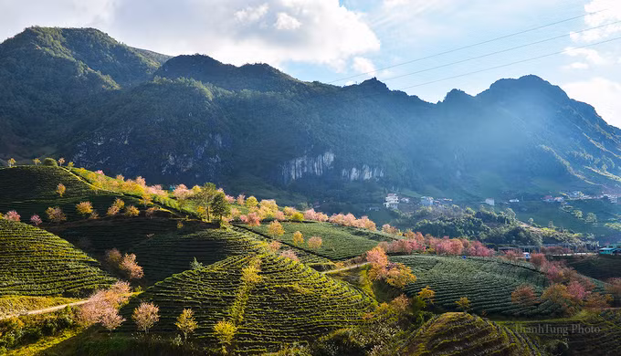 Cứ khoảng tháng 12 hàng năm, hoa mai anh đào ở Sa Pa lại nở rộ báo xuân sắp về. Ngoài khu vực trung tâm thị trấn, du khách có thể đi về phía đèo Ô Quy Hồ để ngắm loài hoa này.