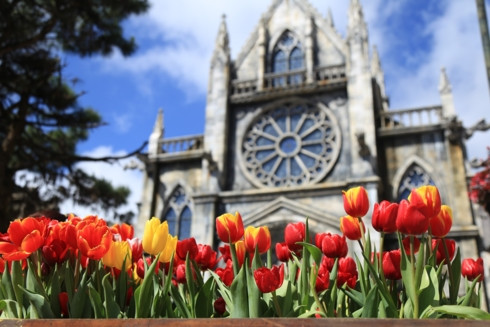 Hơn 15 loại tulip nổi tiếng trên thế giới, có những hoa giống kép lần đầu tiên có ở Việt Nam.