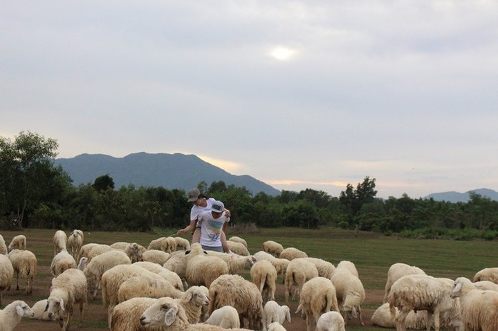 Về Vũng Tàu, các bạn trẻ có thể thăm thú đàn cừu ở Suối Nghệ vào những buổi chiều tà. Khung cảnh nơi đây cũng rất lãng mạn mang đậm nét đẹp quê hương. (Ảnh: Thanh niên)