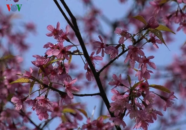 Đến mùa hoa, nơi nơi đều rực một màu hồng tạo nên bức tranh xuân rực rỡ.