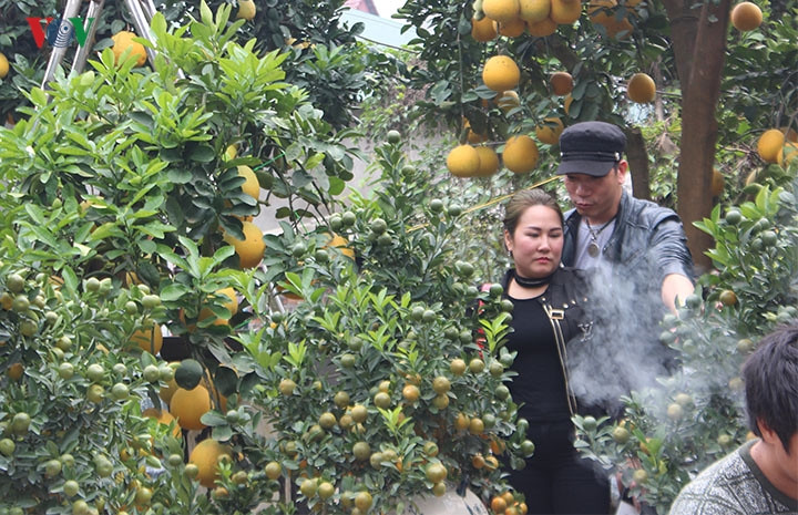  Những ngày này, nhiều khách đến tận các vườn cây cảnh để chọn mua cây chơi Tết. 