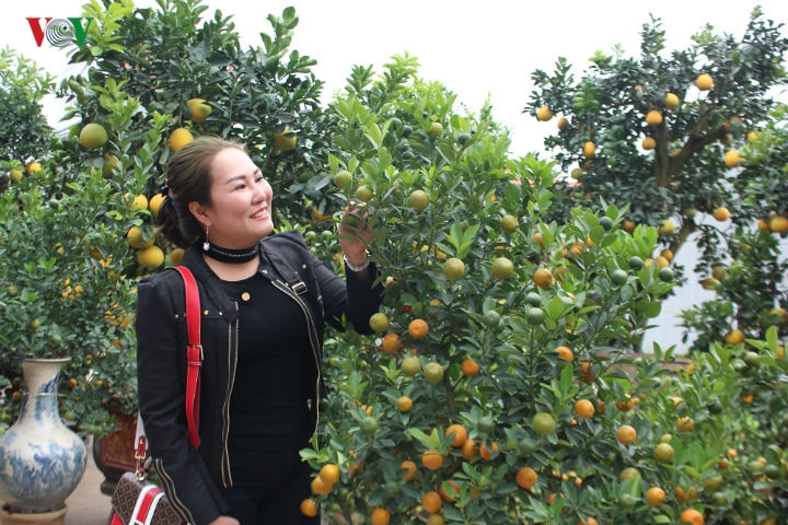 Dù còn gần 1 tháng nữa mới đến Tết Nguyên đán, nhưng chị Thu Trang (Bắc Ninh) đã tranh thủ thời gian rảnh để đi tìm mua cây cảnh. 