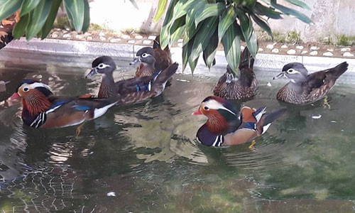 So với vịt thường, vịt uyên ương ít mùi hôi hơn và không bị rụng lông.  So với vịt thường, vịt uyên ương ít mùi hôi hơn và không bị rụng lông. Ảnh: Trọng Nghĩa.
