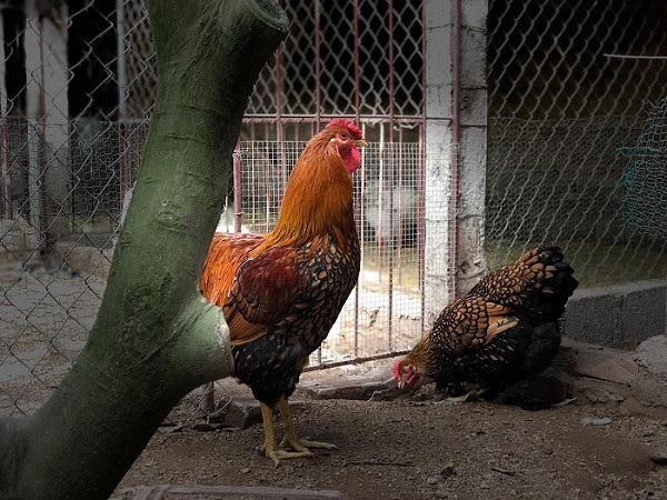 Loại gà khổng lồ được đại gia Đài Loan chi tới mấy chục triệu đồng để mua về ăn Tết