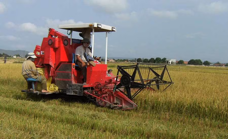  Người dân huyện Phú Thiện thu hoạch lúa bằng máy gặt dập liên hợp. Ảnh: V.H