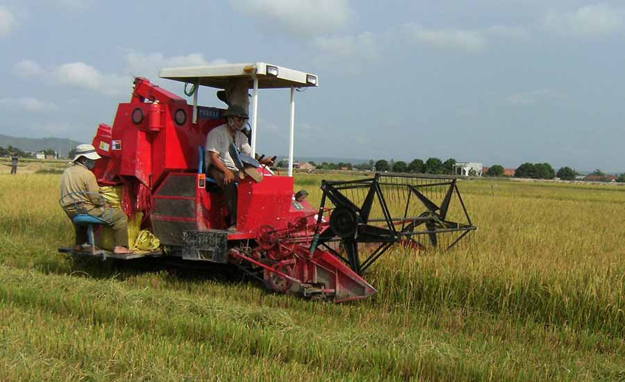  Người dân huyện Phú Thiện thu hoạch lúa bằng máy gặt dập liên hợp. Ảnh: V.H