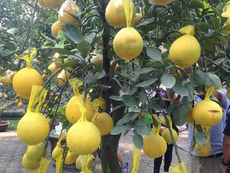 Những trái quả căng mọng, vàng ươm được tin sẽ đem lại may mắn cho gia chủ