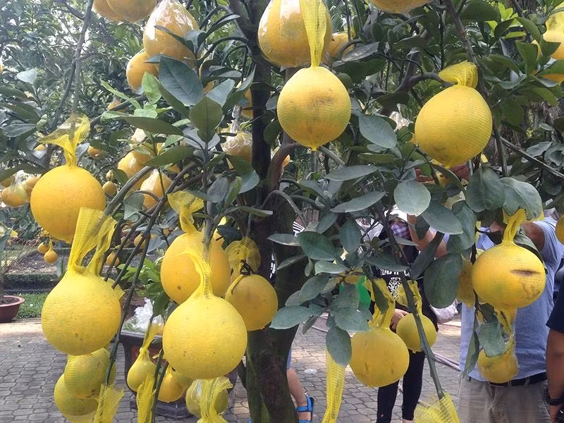 Những trái quả căng mọng, vàng ươm được tin sẽ đem lại may mắn cho gia chủ