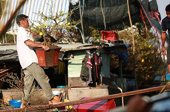 Hoa được vận chuyển lên bờ để bày bán