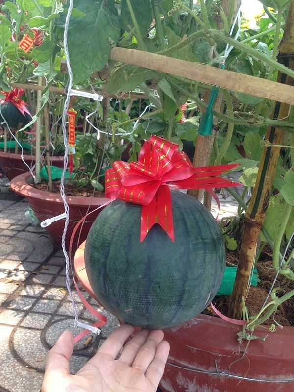  Theo người bán, sau khi chơi tết có thể ăn được như dưa bình thường