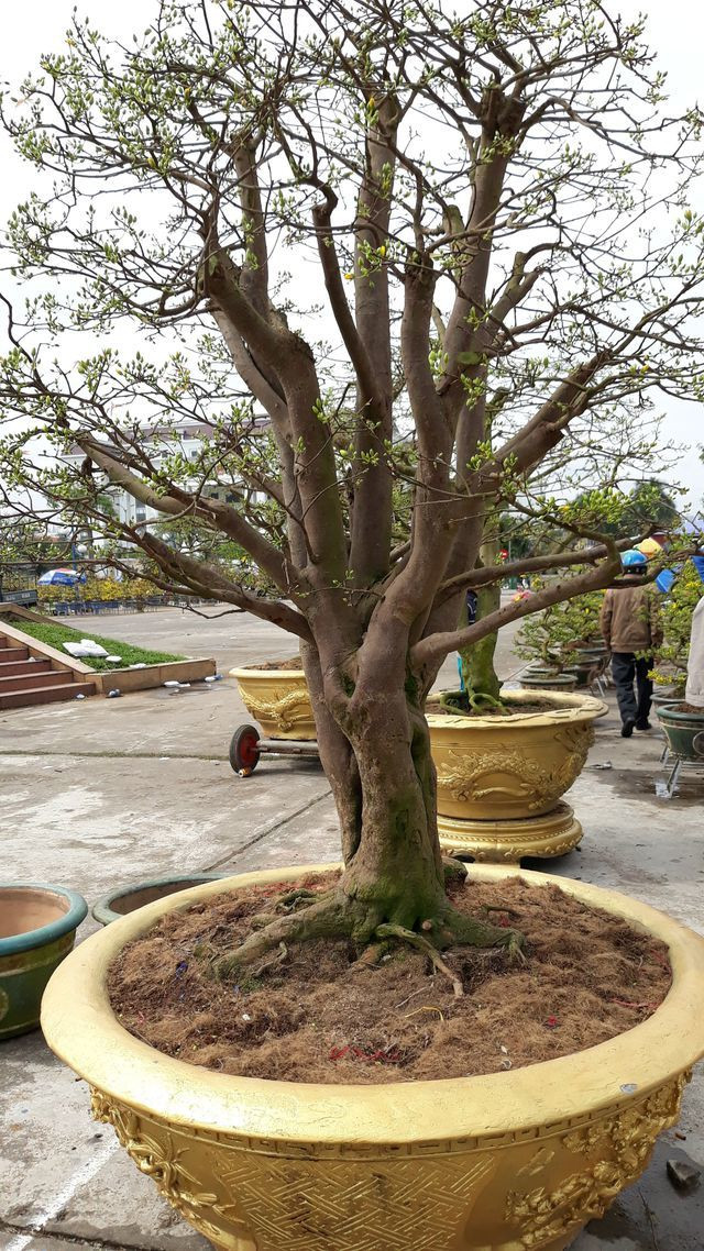 Cây mai hơn 100 tuổi tại chợ hoa Tết Đà Nẵng.