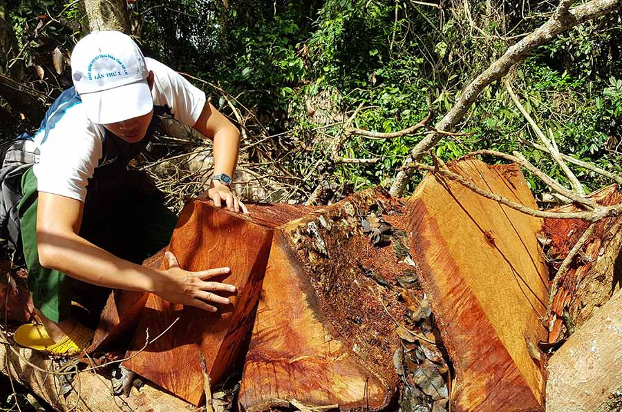 Một hộp gỗ xẻ bị lâm tặc bỏ lại hiện trường. Ảnh: Văn Ngọc