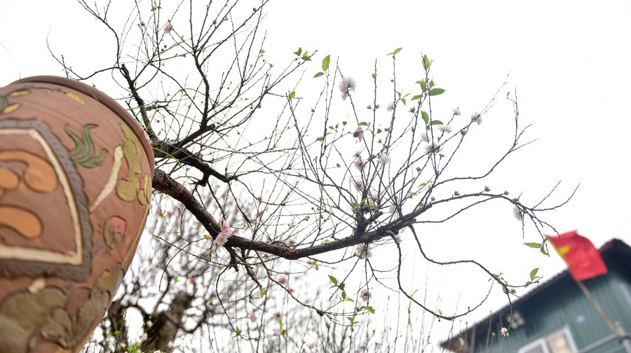 Thời xưa, mai trắng kén người chơi hơn. Những người chơi mai trắng thường là người cao tuổi, văn nghệ sĩ. Đến nay người chơi mai nhiều hơn với đủ mọi lứa tuổi. Cây mai cũng không quá hiếm như ngày xưa, nên người chơi có nhiều cơ hội chọn cây theo đúng ý thích của mình.