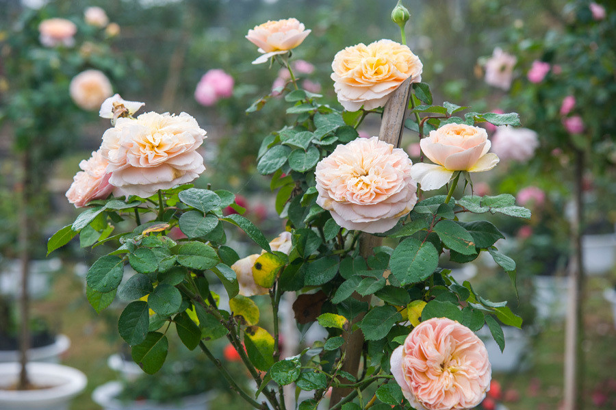 “So với năm ngoái, Lễ hội hoa hồng năm nay được chúng tôi đầu tư kỹ càng hơn. Bên cạnh đó, các hoạt động vui chơi, khám phá ẩm thực cũng đa dạng hơn. Chúng tôi tự tin mang đến một Lễ hội hoa hồng ấn tượng đối với tất cả du khách ghé thăm trong dịp đầu xuân, năm mới”, bà Bùi Thị Bích Đào, đại diện BTC cho hay. 