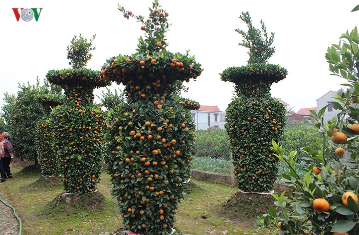 Mỗi cây quýt lục bình được cắt tỉa công phu, có chiều cao khoảng 3m, đường kính 1,2m, hình dáng cân đối giống chiếc lục bình, có phần cành lộc bên trên. 
