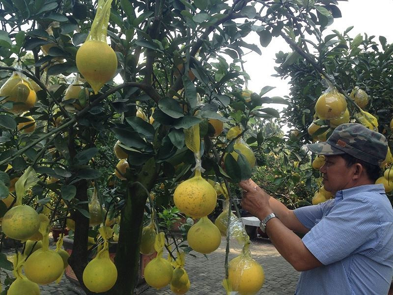 Những cây bưởi diễn cũng được đưa vào chậu kiểng, giá từ 2-3 triệu đồng, đến vài chục triệu đồng/chậu