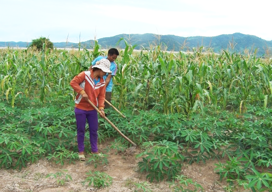 Gia đình anh Ksor Pin (Plei Kdăm 2, xã Ia Kdăm) đã vươn lên thoát nghèo. Ảnh: N.L Gia đình anh Ksor Pin (Plei Kdăm 2, xã Ia Kdăm) đã vươn lên thoát nghèo. Ảnh: N.L
