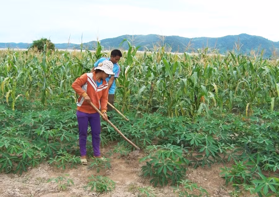  Gia đình anh Ksor Pin (Plei Kdăm 2, xã Ia Kdăm) đã vươn lên thoát nghèo. Ảnh: N.L