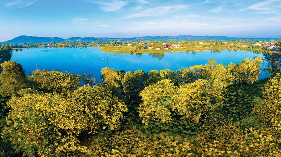 Hoa muồng vàng ở thôn Tây Hồ (xã Bàu Cạn, huyện Chư Prông). Ảnh: PHAN NGUYÊN