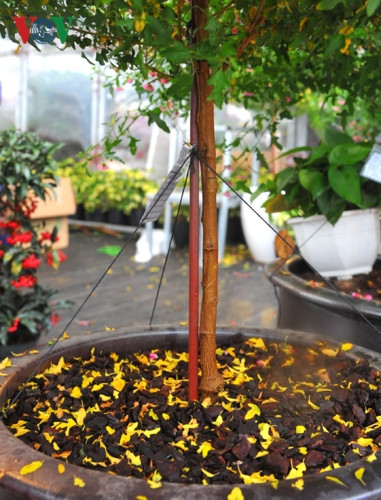 Giá của mỗi gốc cẩm quỳ thân gỗ dao động từ 2-6 triệu đồng, tuỳ thuộc vào kích thước và dáng của cây.