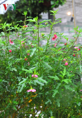  Đây là loài hoa đẹp, cho hoa quanh năm, hợp với khí hậu nhiệt đới và ôn đới.