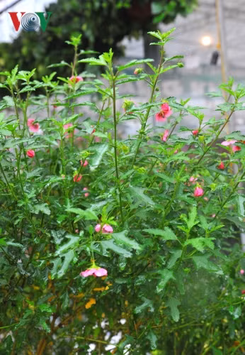  Đây là loài hoa đẹp, cho hoa quanh năm, hợp với khí hậu nhiệt đới và ôn đới.