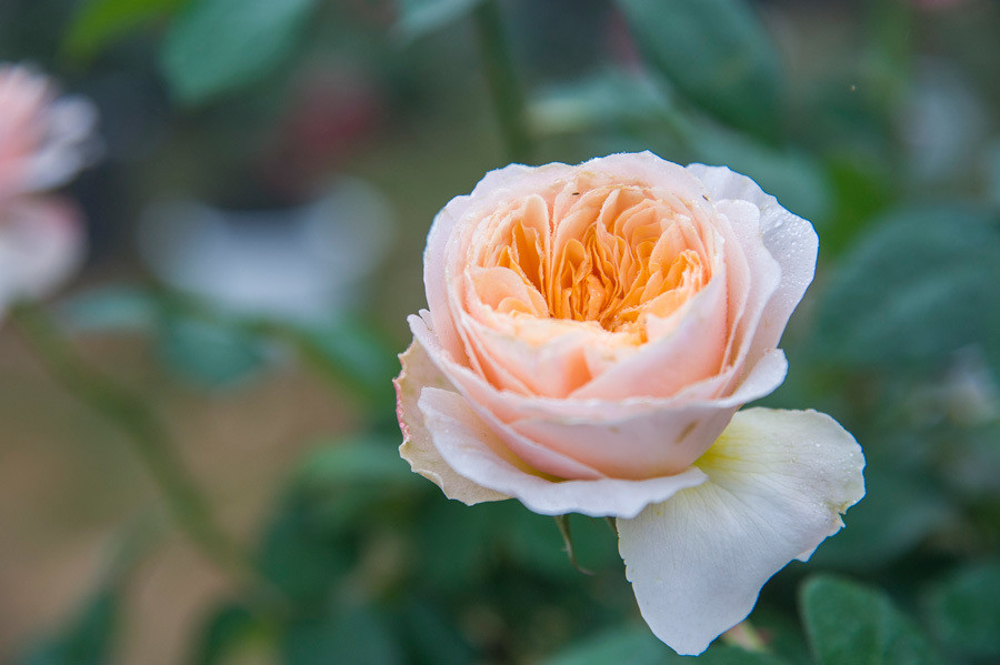 Khách tham quan có thể chiêm ngưỡng hơn 500 loài hoa hồng quý hiếm đến từ nhiều quốc gia trên thế giới. Những người yêu cây có thể đến để chia sẻ và lắng nghe tư vấn về cách trồng và chăm sóc hoa, đồng thời cũng dễ dàng tìm mua những giống hoa hồng, cây cảnh đẹp, độc.