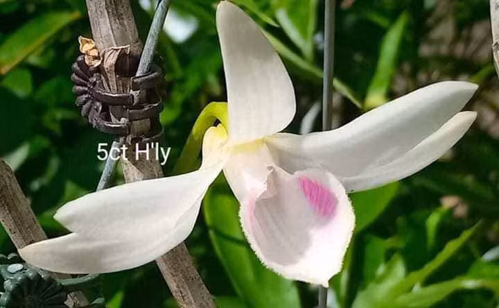 Ảnh hoa phi điệp đột biến mang tên H'Ly của a Tuấn. Ảnh: Đan Nguyên 