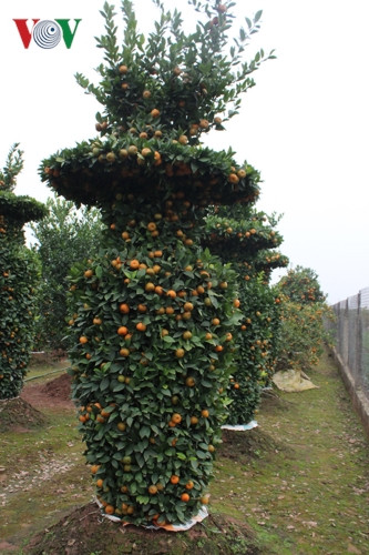  Quýt lục bình là loại cây cảnh mang lại hiệu quả kinh tế cao, mỗi cặp có giá không dưới 50 triệu đồng. Dù giá thành cao, nhưng nhiều người chơi cây cảnh vẫn tầm cho được cặp quýt này để trưng dịp Tết. 