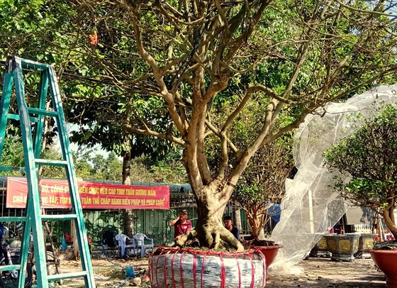 Cây mai 120 tuổi được rao bán với giá 3 tỷ đồng Cây mai 120 tuổi được rao bán với giá 3 tỷ đồng