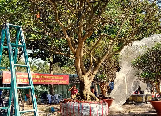  Cây mai 120 tuổi được rao bán với giá 3 tỷ đồng