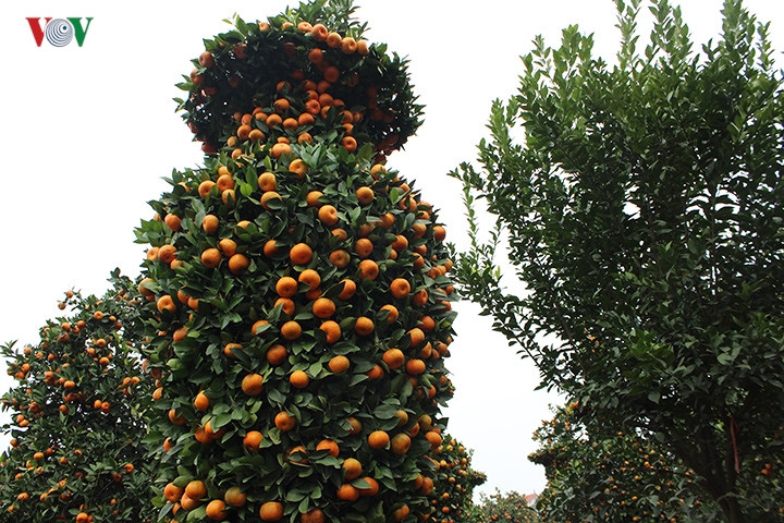  Một cặp quýt lục bình đẹp, không chỉ cân đối về hình dáng, mà quả quýt phải mọng, vàng, lá tươi xanh, có cả quả xanh và lộc non, thể hiện sự sinh sôi, phát triển.