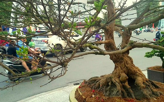 Cây mai hơn 150 tuổi thu hút đông đảo người mê mai vàng tại TP Cần Thơ Cây mai hơn 150 tuổi thu hút đông đảo người mê mai vàng tại TP Cần Thơ