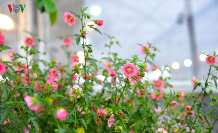  Sắc hồng rực rỡ của hoa và sự tươi tốt của lá cẩm quỳ được cho là sẽ đem lại nhiều may mắn trong năm mới, chị Kim Oanh (ở quận Long Biên, Hà Nội), vị khách vừa chi 5 triệu mua 1 chậu hoa cẩm quỳ về chơi Tết chia sẻ.