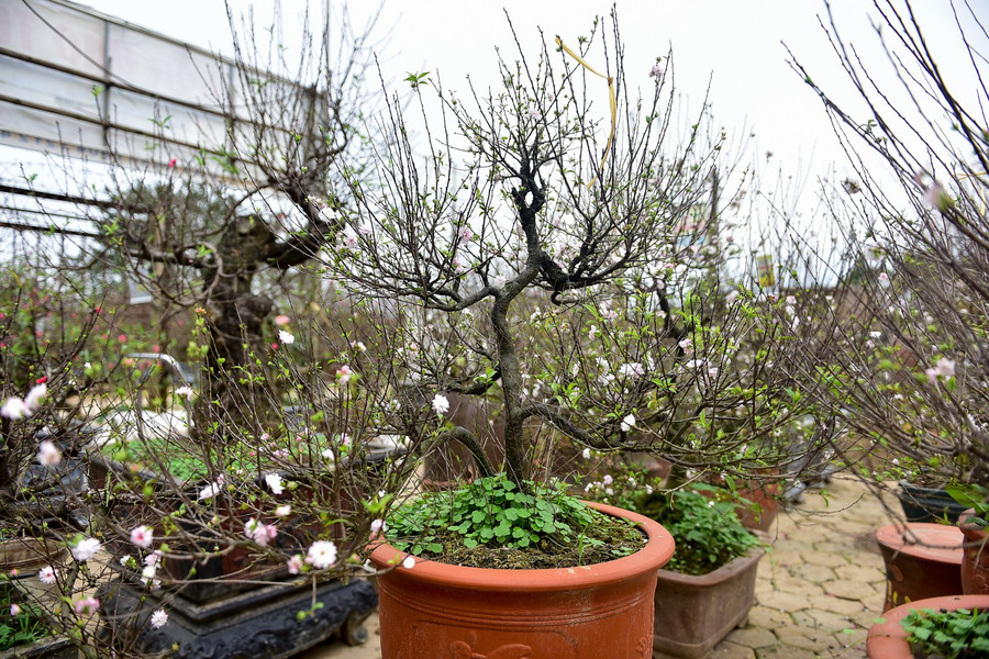 Trồng mai rất khó khăn từ việc chăm sóc cho tới làm hoa sao cho hoa nở đúng vào dịp tết Âm lịch. Mai trắng ưa nước nhưng không được quá ẩm, việc chăm sóc cũng khá tỉ mỉ khi phải trải qua nhiều công đoạn kỹ thuật.